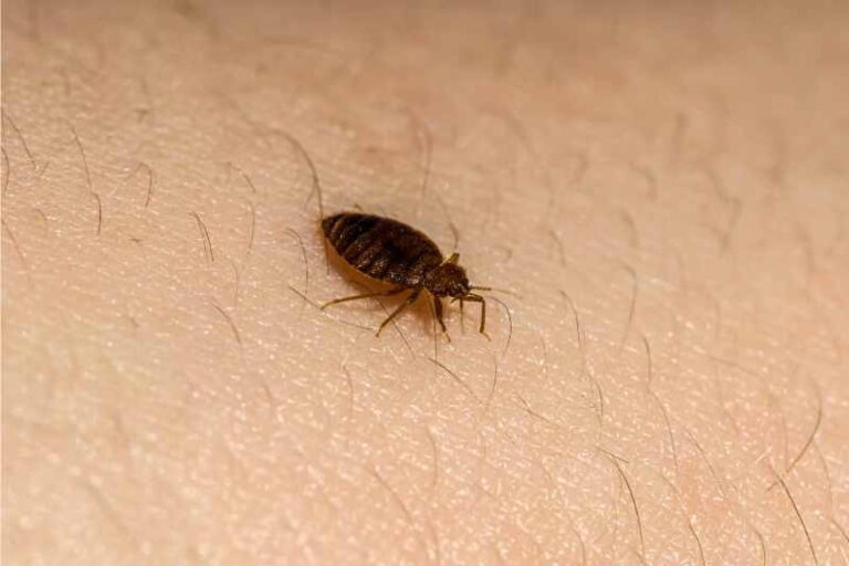 How Bed Bug Heat Treatment Works: A Step-by-Step Overview