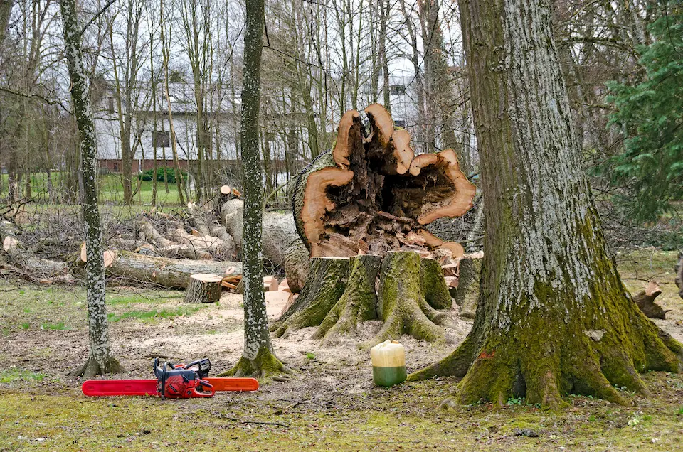 Tree Removal