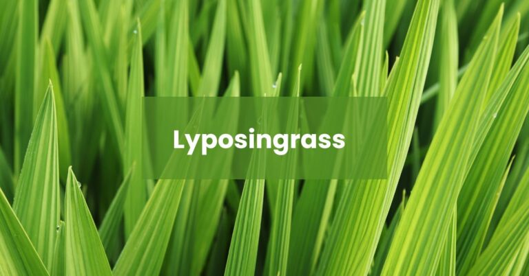 Lyposingrass