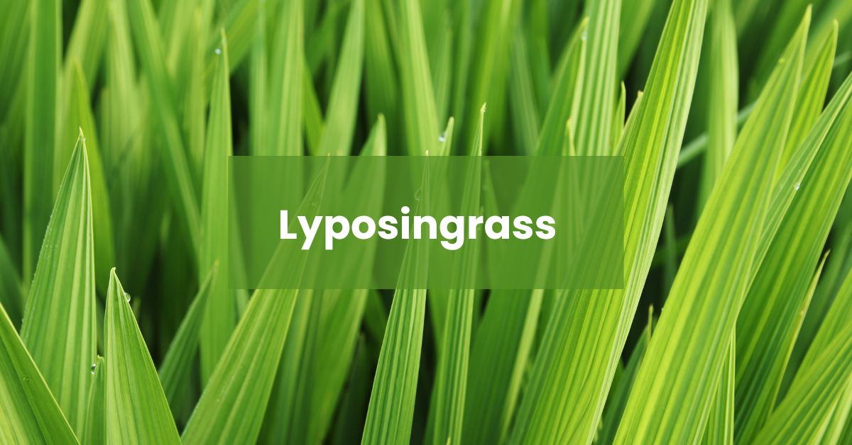 Lyposingrass