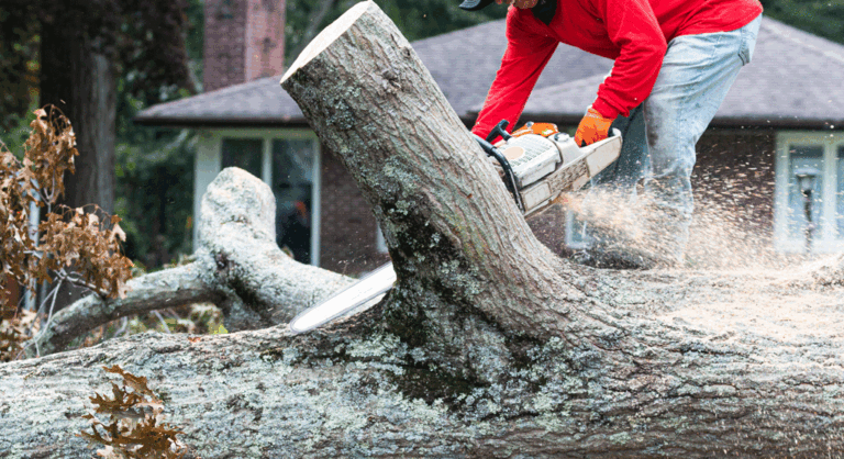 Local Tree Removal