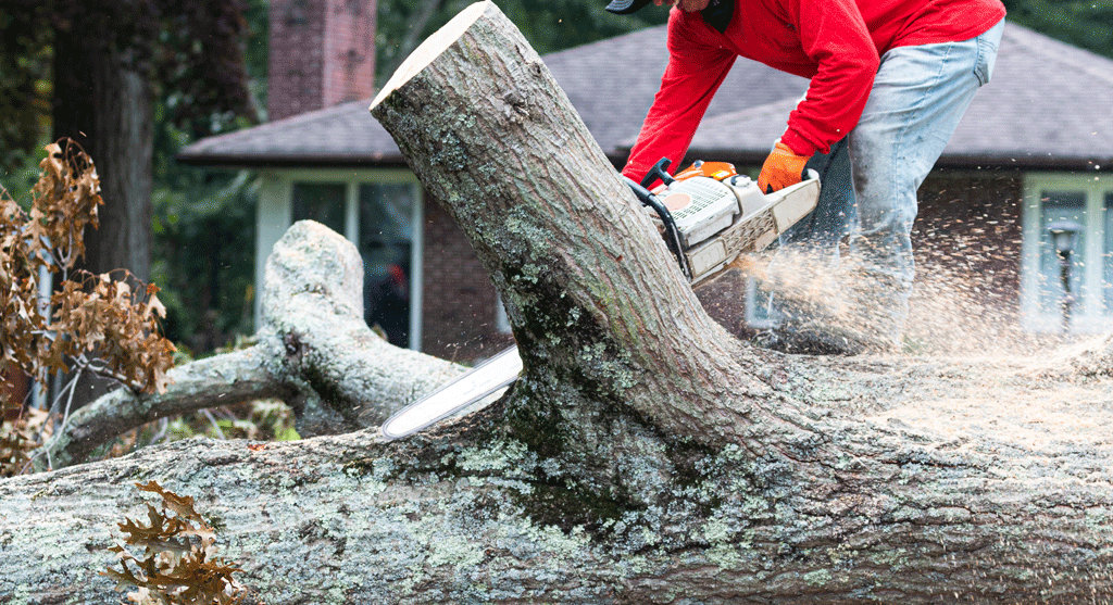 Local Tree Removal